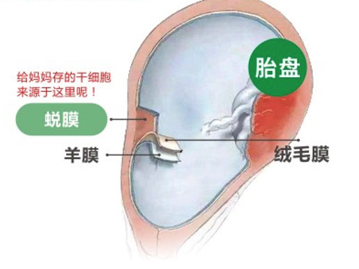 Placental metaphase mesenchymal stem cells